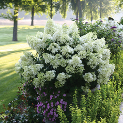 [BoboHydrangea : 3 Gallon] Bobo ® Hydrangea : 3 Gallon
