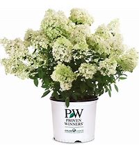 Bobo ® Hydrangea : 3 Gallon