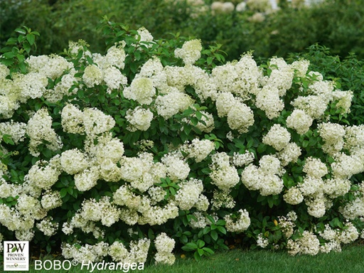 Bobo® Hydrangea : 3 Gallon