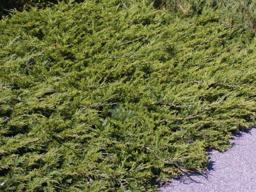 Buffalo Juniper : 5 Gallon