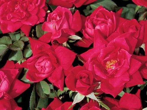 Knock Out® Rose Double Red : 3 Gallon