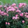 Knock Out® Rose Pink : 3 Gallon