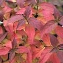 Kodiak ® Honeysuckle Red : 3 Gallon