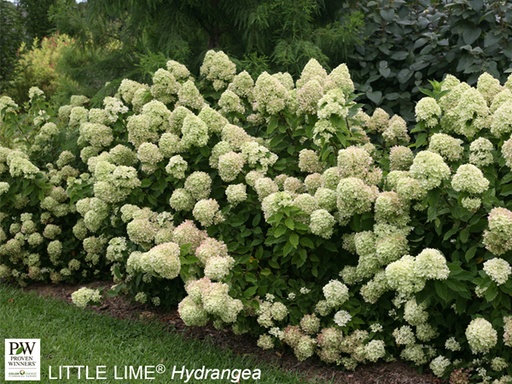 Little Lime® Hydrangea : 3 Gallon