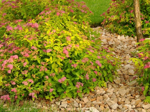 Magic Carpet Spirea : 3 Gallon
