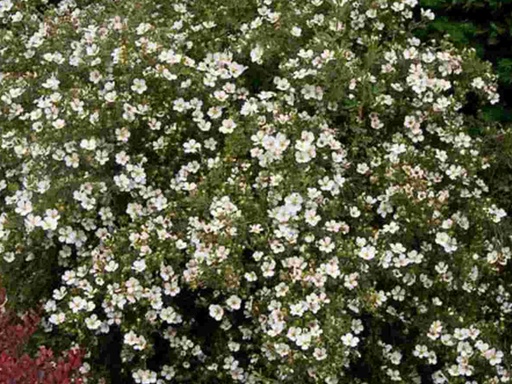 McKay's White Potentilla : 3 Gallon