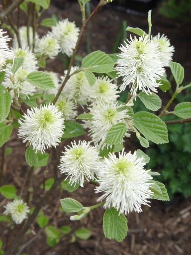 Mount Airy Fothergilla : 3 Gallon