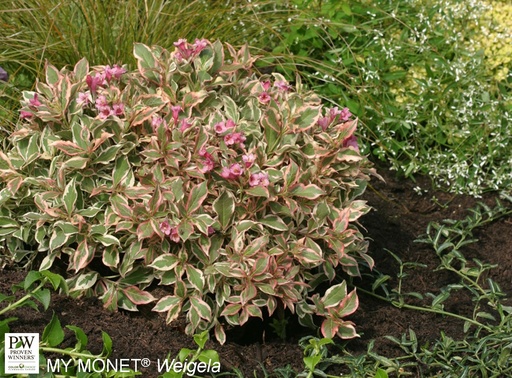 My Monet® Weigela : 3 Gallon