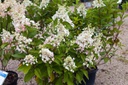 Pink Diamond® Hydrangea : 3 Gallon