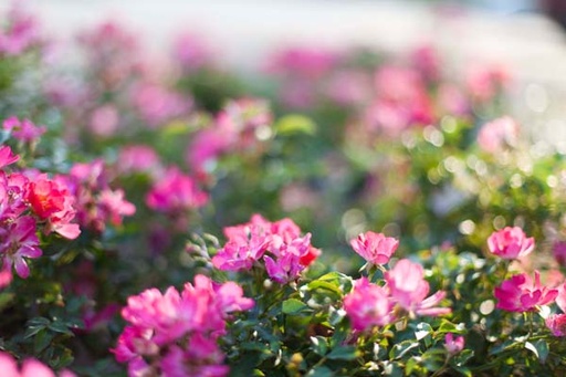 Pink Drift Rose : 3 Gallon