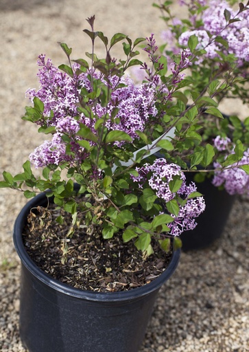 Red Pixie Lilac : 5 Gallon