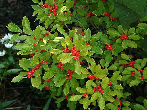Red Sprite Winterberry : 3 Gallon