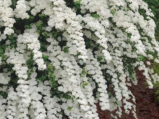 Renaissance Spirea : 3 Gallon