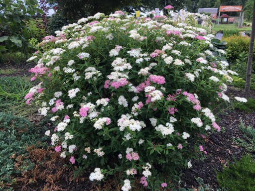 Shirobana Spirea : 3 Gallon