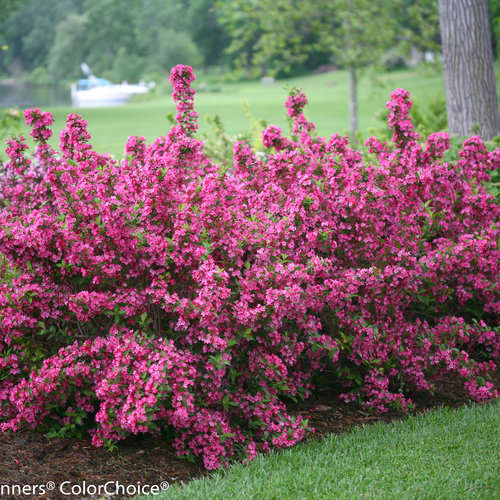 Sonic Bloom Pink ® Weigela : 3 Gallon