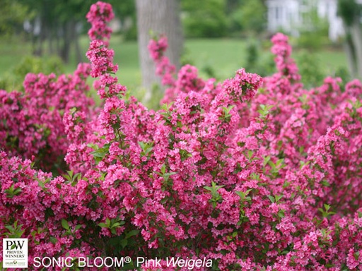 Sonic Bloom Pink® Weigela : 3 Gallon