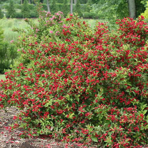 [Sonic Bloom Red Weigela : 3 Gallon] Sonic Bloom Red ® Weigela : 3 Gallon