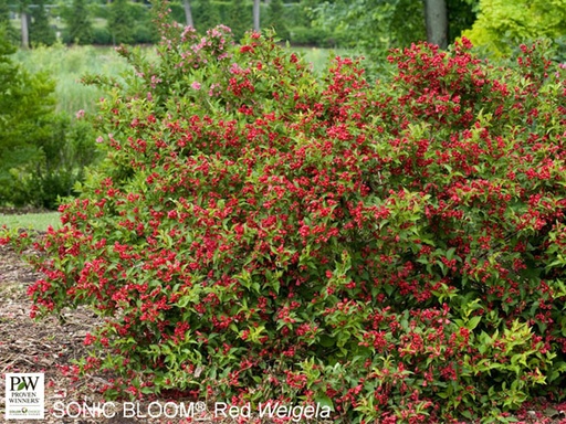 Sonic Bloom Red® Weigela : 3 Gallon