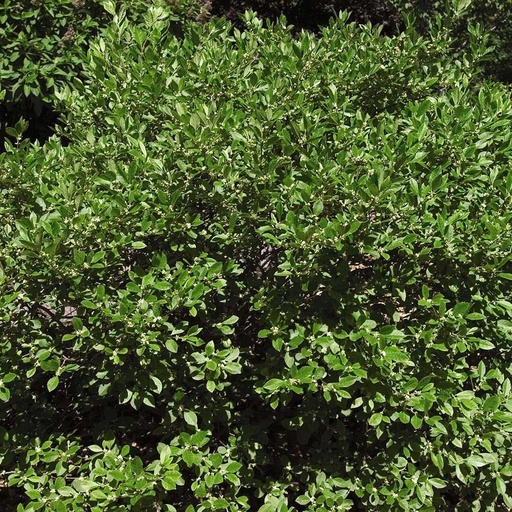 Southern Gentleman Winterberry : 5 Gallon
