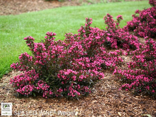 Spilled Wine® Weigela : 3 Gallon