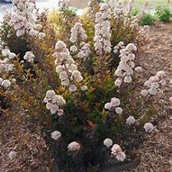 Tiny Wine ® Ninebark : 3 Gallon