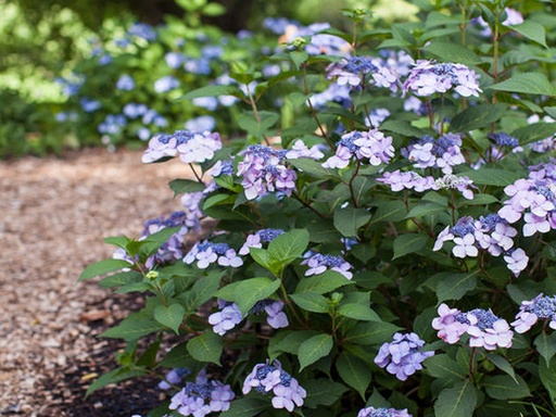 Twist n Shout Hydrangea : 3 Gallon