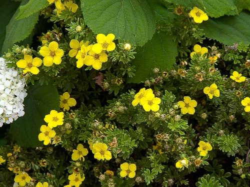 Gold Drop Potentilla : 3 Gallon