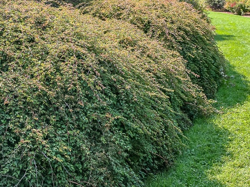 Cutleaf Stephanandra : 2 Gallon