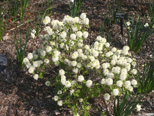 Dwarf Fothergilla : 3 Gallon