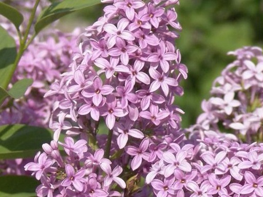 Chinese Lilac : 4 Foot