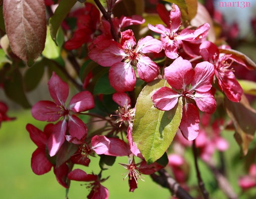 Red Barron Crabapple : 3 Inch