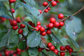 Stoplight Winterberry : 24 Inch