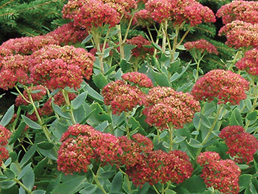 Autumn Fire Sedum : 1 Gallon