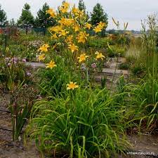 Autumn Minaret Daylily : 1 Gallon