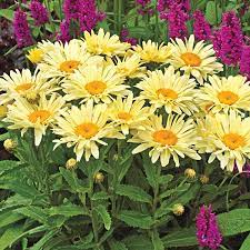Banana Cream Shasta Daisy : 1 Gallon