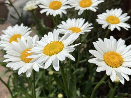 Becky Shasta Daisy : 1 Gallon