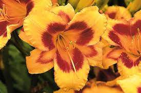 Black Eyed Susan Daylily : 1 Gallon