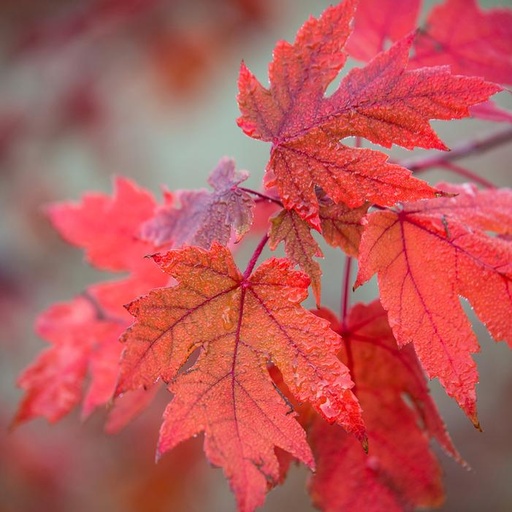 Matador Maple : 1.75 Inch