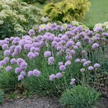 Blue Eddy Ornamental Onion : 1 Gallon