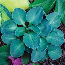 Blue Mouse Ears Hosta : 1 Gallon