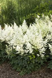 Bridal Veil Astilbe : 1 Gallon