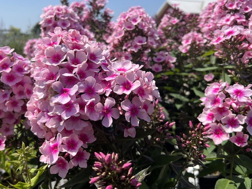 Bright Eyes Phlox : 1 Gallon