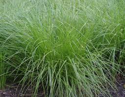 Brown Fox Sedge Grass : 1 Gallon