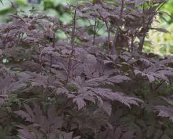 Black Bugbane Snakeroot : 1 Gallon