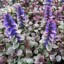 Burgundy Glow Bugleweed : 1 Gallon