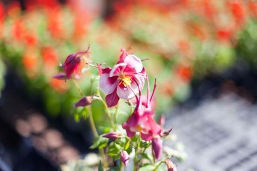 Cardinal Columbine : 1 Gallon