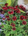 Cherry Brandy Black Eyed Susan : 1 Gallon