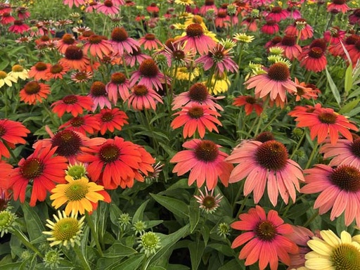 Cheyenne Spirit Coneflower : 1 Gallon