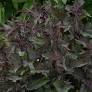 Chocolate Joe Pye Weed : 1 Gallon