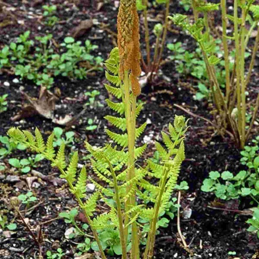 Cinnamon Fern : 1 Gallon